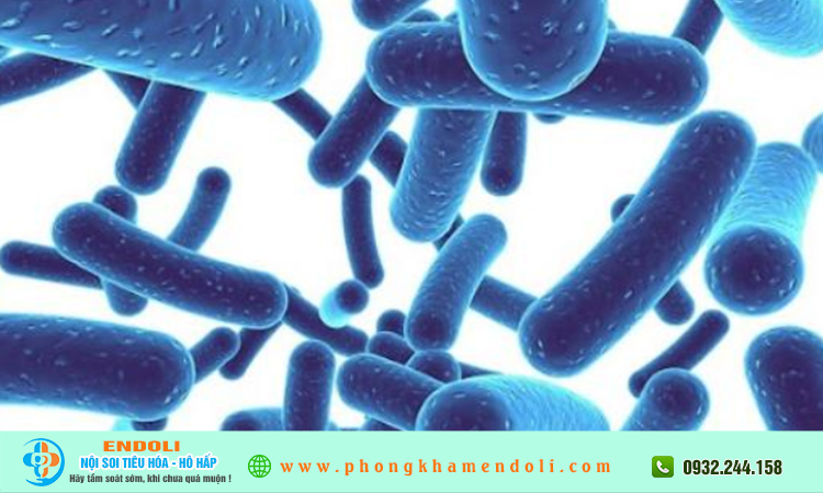 Men vi sinh có tác dụng gì?