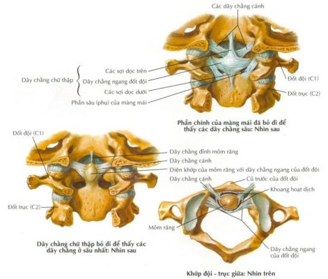 Cấu trúc xương và dây chằng các khớp giữa C1 và C2. Nguồn Netter (2007)
